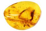 Detailed Fossil Fly (Diptera) In Baltic Amber #84584-1